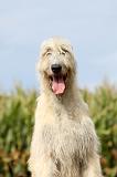 IRISH WOLFHOUND 117